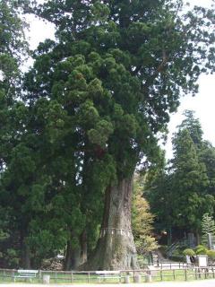 清澄の千年杉