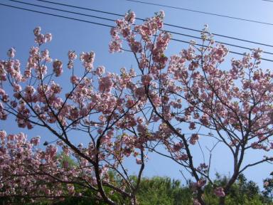 今年も咲きました～