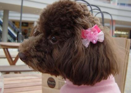 トイプードル★うちのメリー