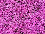 芝桜
