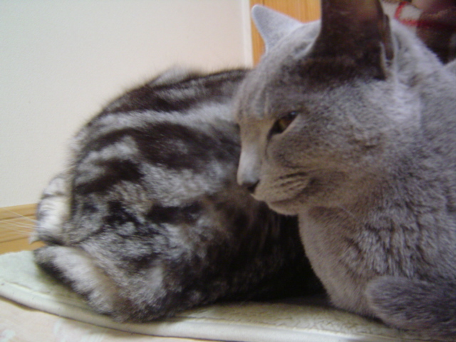 ここにいたいの