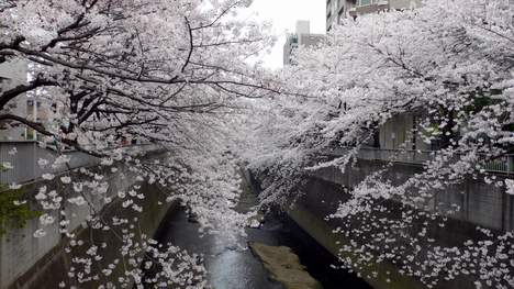 080329_sakura01.JPG