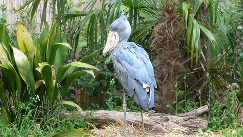 上野動物園7.JPG