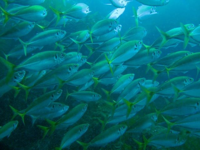 ぎょっ！魚だ！！