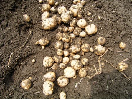 ジャガイモ.jpg