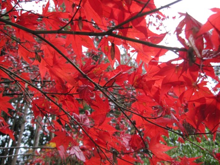 紅葉.JPG