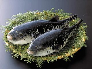 冬に美味しい淡路島のふぐ