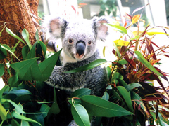 イングランドの丘のコアラ