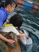 こどもとかまいるか