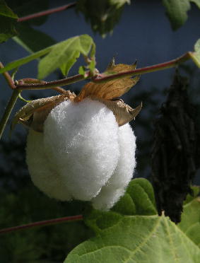 cotton