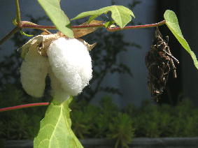 cotton