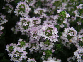 thyme