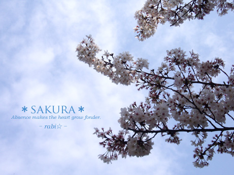 sakura
