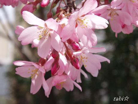 しだれ桜アップ。