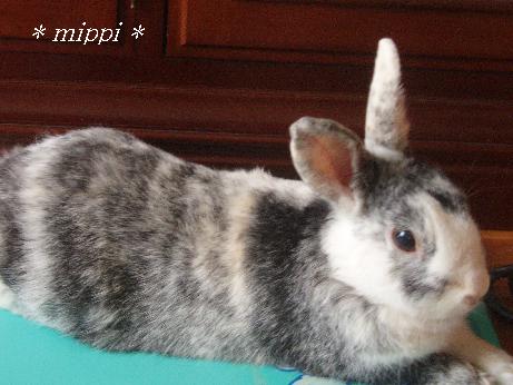 mippi☆