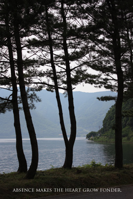 木々と琵琶湖