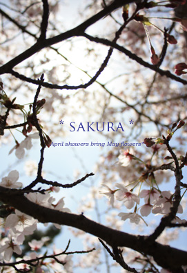 sakura