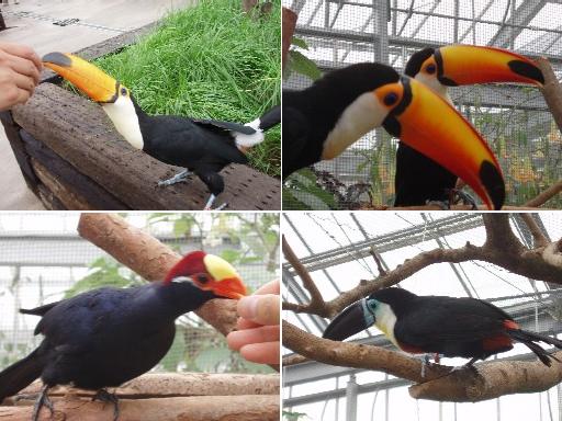 オオハシゾーンの鳥達。