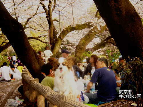 5041019hanami2