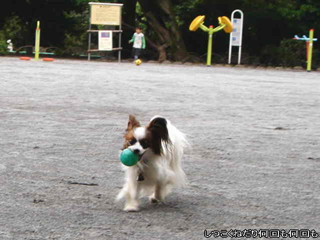 犬の手作り食材鶏の骨手羽先の先が好評 愛犬問題 犬の身になって考えてみよう 楽天ブログ