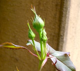 S.Garden2