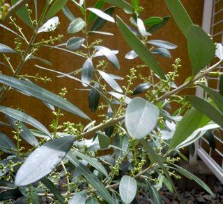 S.Garden3