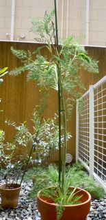 S.Garden4