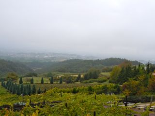 KOUFU-Suntory1