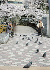 福井城址御廊下橋