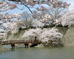 福井城址御廊下橋、かつての天守閣付近