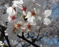 福井城址の桜