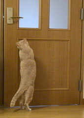 ドアを閉める猫　チョコで～す