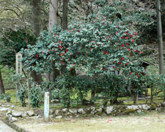 義景館跡南東部にある「朝倉義景公墓所」