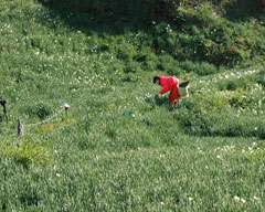 越前水仙の切り花を刈り取る風景
