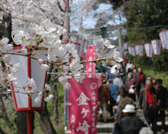 花見客で賑う敦賀・金崎宮