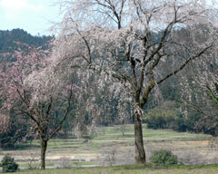 南陽寺跡の糸桜
