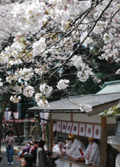 花見客で賑う敦賀・金崎宮