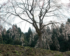 南陽寺跡の糸桜
