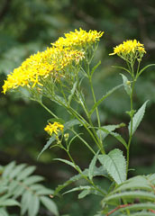 白山の初秋の花、最後の5枚目