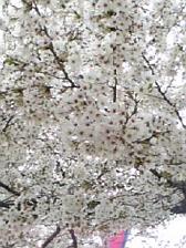 桜1