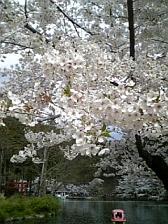 桜５.JPG