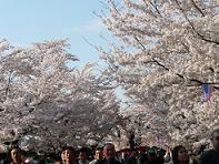 臥竜公園の桜.JPG