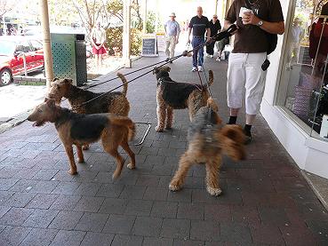 ルーラーの町で逢った犬.JPG