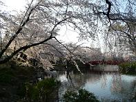 臥竜公園の桜6.JPG