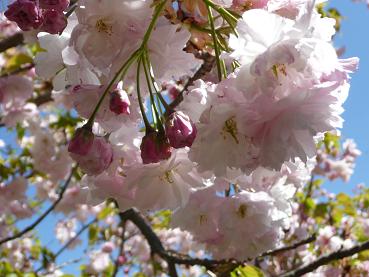 桜の花.JPG