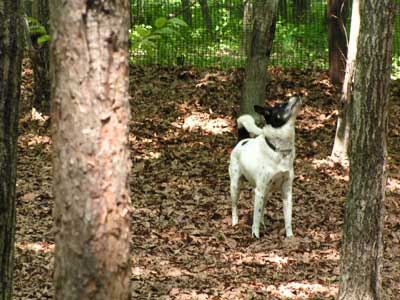 清里ワン子連れ旅行土曜日編