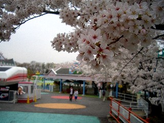 東山遊園地　桜２