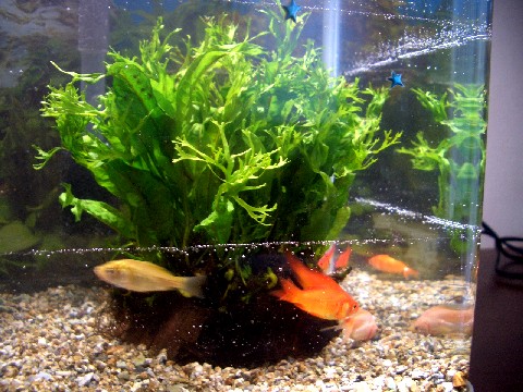 金魚と水草