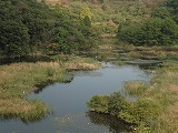 サギと池