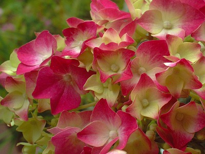 紫陽花